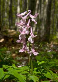 Fotografia da espécie Corydalis cava subesp. cava