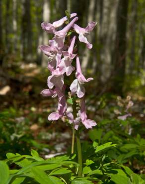 Fotografia 11 da espécie Corydalis cava subesp. cava no Jardim Botânico UTAD