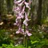 Fotografia 11 da espécie Corydalis cava subesp. cava do Jardim Botânico UTAD