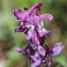 Fotografia 12 da espécie Corydalis cava subesp. cava do Jardim Botânico UTAD