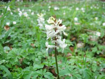 Fotografia da espécie Corydalis cava subesp. cava