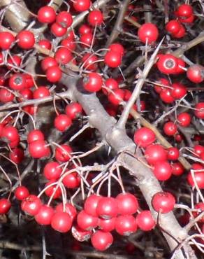 Fotografia 6 da espécie Crataegus monogyna no Jardim Botânico UTAD