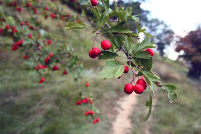 Fotografia da espécie Crataegus monogyna