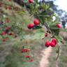 Fotografia 7 da espécie Crataegus monogyna do Jardim Botânico UTAD