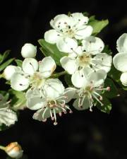 Fotografia da espécie Crataegus monogyna