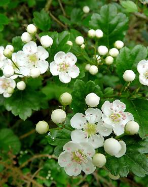 Fotografia 8 da espécie Crataegus monogyna no Jardim Botânico UTAD