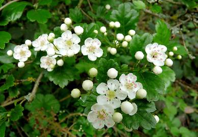 Fotografia da espécie Crataegus monogyna