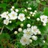 Fotografia 8 da espécie Crataegus monogyna do Jardim Botânico UTAD