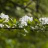 Fotografia 11 da espécie Crataegus monogyna do Jardim Botânico UTAD