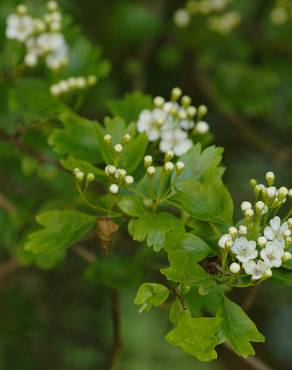 Fotografia 12 da espécie Crataegus monogyna no Jardim Botânico UTAD