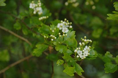 Fotografia da espécie Crataegus monogyna