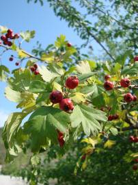 Fotografia da espécie Crataegus monogyna