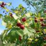 Fotografia 13 da espécie Crataegus monogyna do Jardim Botânico UTAD