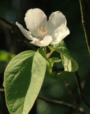 Fotografia 9 da espécie Cydonia oblonga no Jardim Botânico UTAD