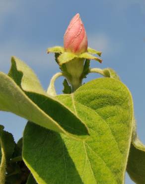 Fotografia 10 da espécie Cydonia oblonga no Jardim Botânico UTAD