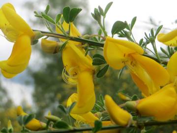 Fotografia da espécie Cytisus scoparius subesp. scoparius