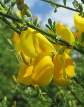 Fotografia 11 da espécie Cytisus scoparius subesp. scoparius no Jardim Botânico UTAD