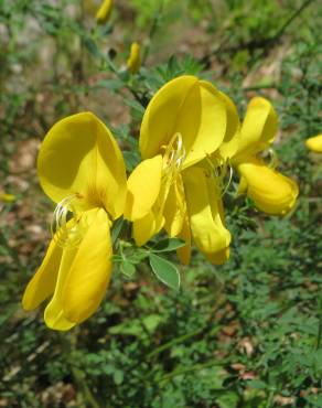 Fotografia 1 da espécie Cytisus scoparius subesp. scoparius no Jardim Botânico UTAD