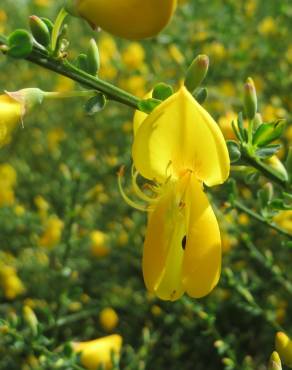 Fotografia 12 da espécie Cytisus scoparius subesp. scoparius no Jardim Botânico UTAD