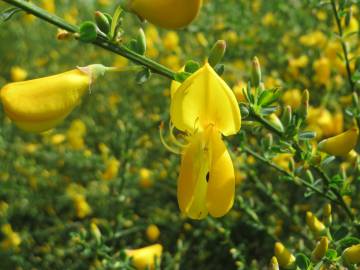 Fotografia da espécie Cytisus scoparius subesp. scoparius