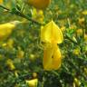 Fotografia 12 da espécie Cytisus scoparius subesp. scoparius do Jardim Botânico UTAD