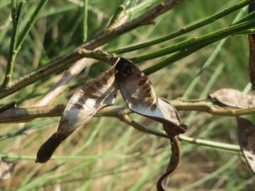 Fotografia da espécie Cytisus scoparius subesp. scoparius