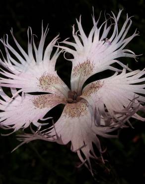 Fotografia 5 da espécie Dianthus hyssopifolius subesp. hyssopifolius no Jardim Botânico UTAD