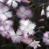 Fotografia 6 da espécie Dianthus hyssopifolius subesp. hyssopifolius do Jardim Botânico UTAD