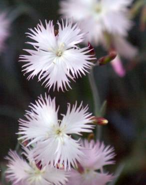 Fotografia 7 da espécie Dianthus hyssopifolius subesp. hyssopifolius no Jardim Botânico UTAD
