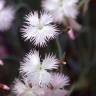 Fotografia 7 da espécie Dianthus hyssopifolius subesp. hyssopifolius do Jardim Botânico UTAD