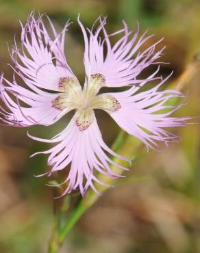 Fotografia 8 da espécie Dianthus hyssopifolius subesp. hyssopifolius no Jardim Botânico UTAD