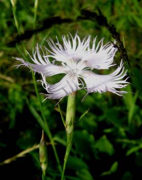 Fotografia 9 da espécie Dianthus hyssopifolius subesp. hyssopifolius no Jardim Botânico UTAD