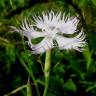 Fotografia 9 da espécie Dianthus hyssopifolius subesp. hyssopifolius do Jardim Botânico UTAD