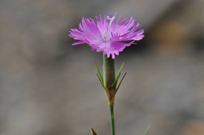Fotografia da espécie Dianthus hyssopifolius subesp. hyssopifolius