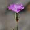 Fotografia 10 da espécie Dianthus hyssopifolius subesp. hyssopifolius do Jardim Botânico UTAD