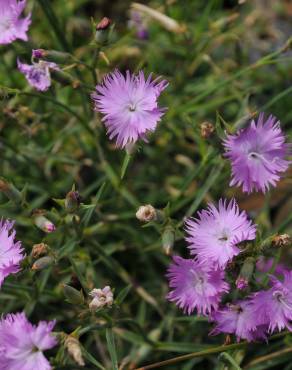 Fotografia 11 da espécie Dianthus hyssopifolius subesp. hyssopifolius no Jardim Botânico UTAD