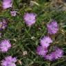 Fotografia 11 da espécie Dianthus hyssopifolius subesp. hyssopifolius do Jardim Botânico UTAD