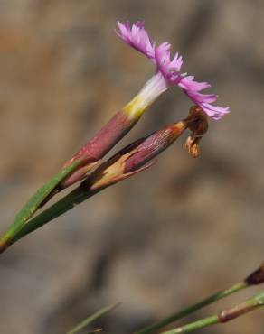 Fotografia 12 da espécie Dianthus hyssopifolius subesp. hyssopifolius no Jardim Botânico UTAD