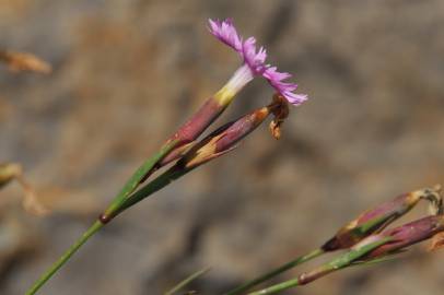 Fotografia da espécie Dianthus hyssopifolius subesp. hyssopifolius