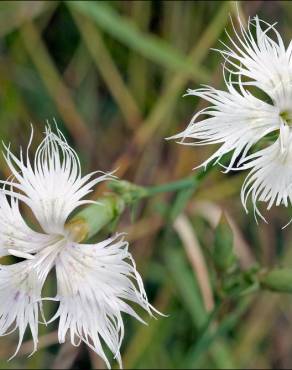 Fotografia 14 da espécie Dianthus hyssopifolius subesp. hyssopifolius no Jardim Botânico UTAD