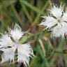 Fotografia 14 da espécie Dianthus hyssopifolius subesp. hyssopifolius do Jardim Botânico UTAD