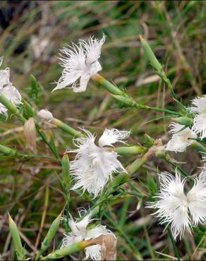 Fotografia 15 da espécie Dianthus hyssopifolius subesp. hyssopifolius no Jardim Botânico UTAD