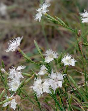 Fotografia 16 da espécie Dianthus hyssopifolius subesp. hyssopifolius no Jardim Botânico UTAD