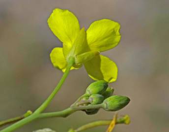 Fotografia da espécie Diplotaxis tenuifolia