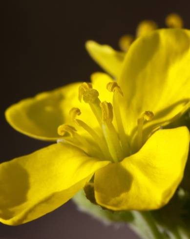 Fotografia de capa Diplotaxis tenuifolia - do Jardim Botânico