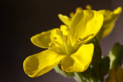 Fotografia da espécie Diplotaxis tenuifolia