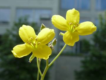 Fotografia da espécie Diplotaxis tenuifolia