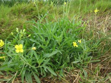 Fotografia da espécie Diplotaxis tenuifolia