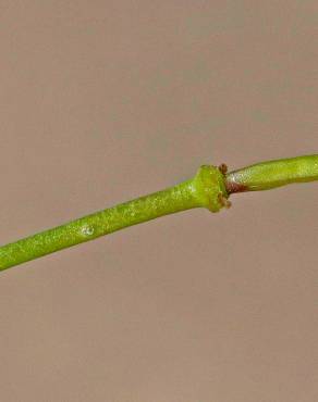 Fotografia 5 da espécie Diplotaxis tenuifolia no Jardim Botânico UTAD
