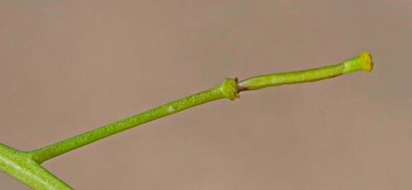 Fotografia da espécie Diplotaxis tenuifolia